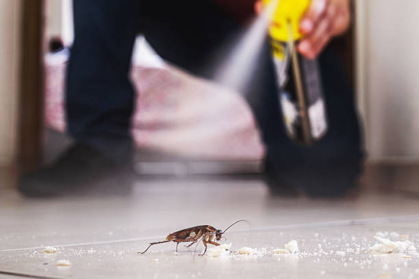 Best Insect Control  in Yellville, AR